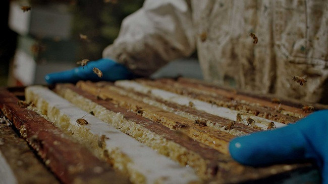 Nhờ tác dụng của nó nên nhiều người giàu có vẫn sẵn sàng chi tiền để mua loại mật ong đắt đỏ này. Nhờ tác dụng của nó nên nhiều người giàu có vẫn sẵn sàng chi tiền để mua loại mật ong đắt đỏ này.