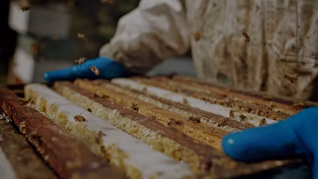 Nhờ tác dụng của nó nên nhiều người giàu có vẫn sẵn sàng chi tiền để mua loại mật ong đắt đỏ này.