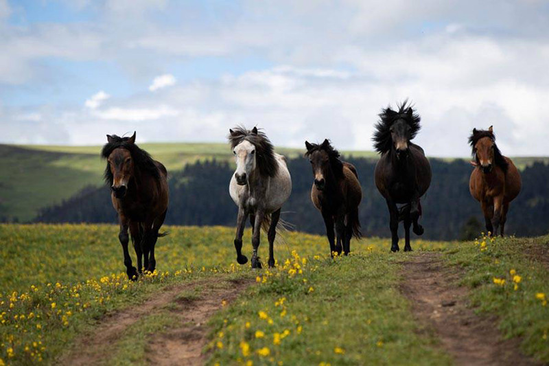 Ngựa phi trên đồng cỏ ở huyện Nhã Giang, Châu tự trị dân tộc Tạng Garzê, tỉnh Tứ Xuyên, Trung Quốc. Vùng đồng cỏ này đang vào mùa đẹp nhất trong năm. Cảnh đẹp như tranh được tạo nên bởi những cánh rừng, dòng sông, đồng cỏ, các đàn trâu bò và cừu, thu hút nhiều du khách tới chiêm ngưỡng.