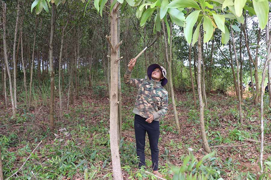 Chị Đinh Thị Cúc chăm sóc vườn keo 3 năm tuổi của gia đình. Ảnh: N.M