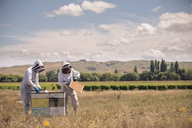  Tuy nhiên, New Zealand chiếm gần như toàn bộ sản lượng mật ong Manuka, với giá trị xuất khẩu 204 triệu USD và dự kiến cán mốc 800 triệu USD năm 2028.