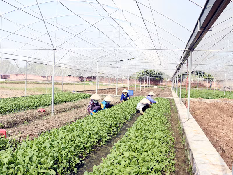 Gia Lai hỗ trợ sản xuất theo tiêu chuẩn VietGAP (ảnh internet)