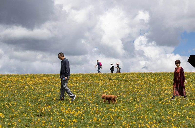 Vẻ đẹp của đồng cỏ mùa Hè thu hút nhiều du khách từ khắp nơi tìm đến.