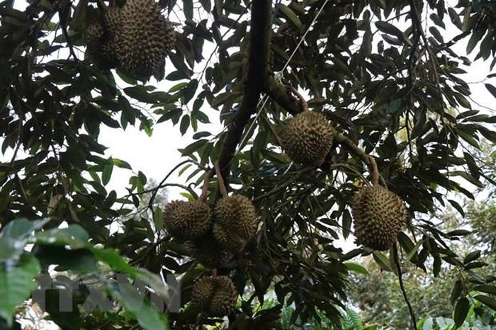 Vườn sầu riêng được trồng theo tiêu chuẩn VietGAP. (Ảnh: Tuấn Anh/TTXVN) Vườn sầu riêng được trồng theo tiêu chuẩn VietGAP. (Ảnh: Tuấn Anh/TTXVN)