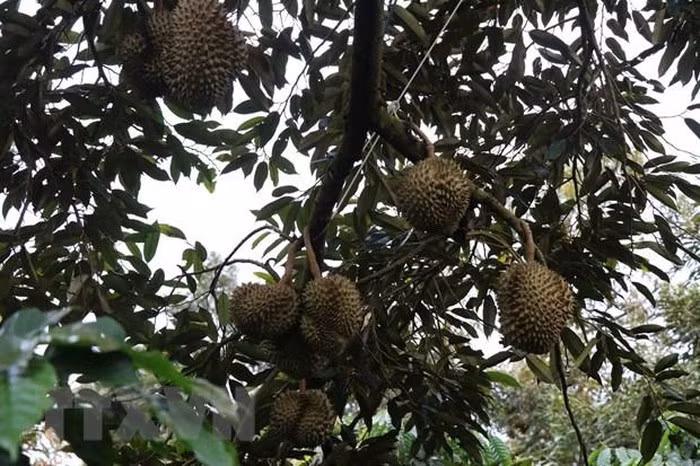  Vườn sầu riêng được trồng theo tiêu chuẩn VietGAP. (Ảnh: Tuấn Anh/TTXVN)