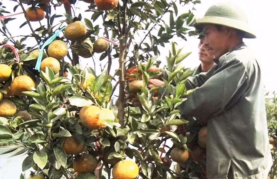  Cam tươi – một sản phẩm của Hợp tác xã Dịch vụ Nông nghệp Sơn Lang tham gia Chương trình OCOP huyện Kbang năm 2019. Ảnh: Minh Ngân