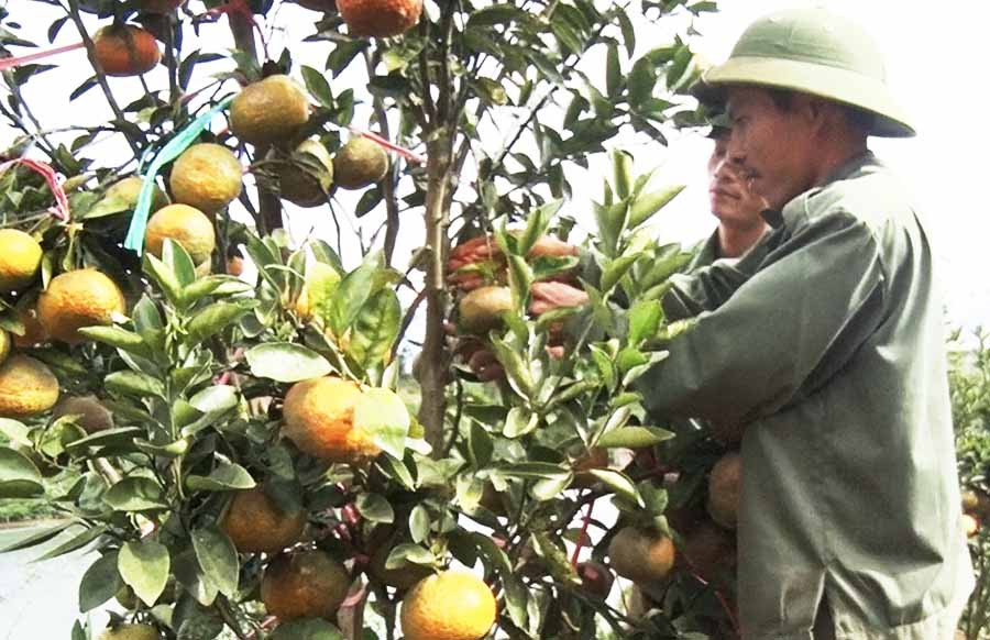  Cam tươi – một sản phẩm của Hợp tác xã Dịch vụ Nông nghệp Sơn Lang tham gia Chương trình OCOP huyện Kbang năm 2019. Ảnh: Minh Ngân