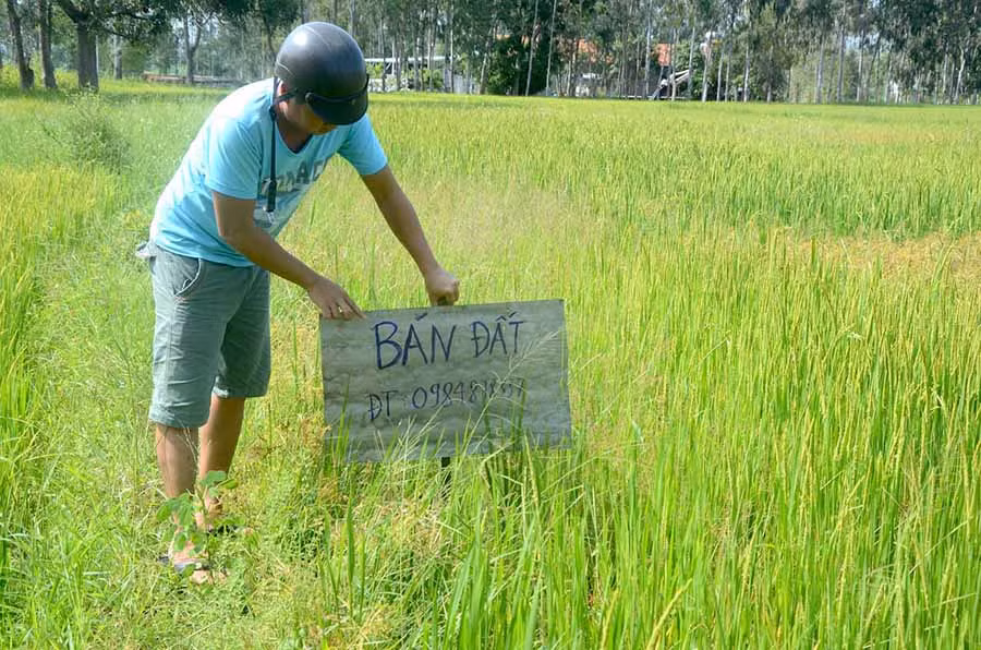  Đất nông nghiệp trồng lúa được chia lô bán mét ngang theo dạng đất ở. Ảnh: Đ.P
