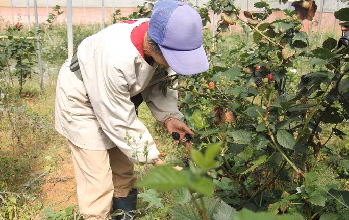 Diện tích cây phúc bồn tử của ông Nguyễn Văn Hà phát triển tốt, cho quả to nhờ canh tác hữu cơ