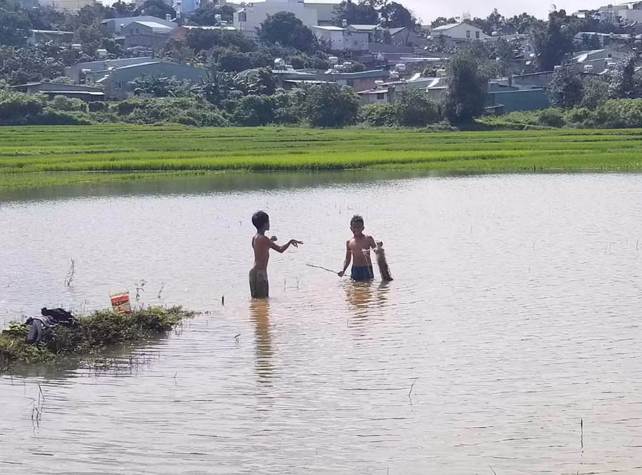  Trẻ em thả lưới bắt cá trong mùa mưa tại cánh đồng thung lũng Ia Lung, phường Hoa Lư, TP. Pleiku. Ảnh: Chí Hào
