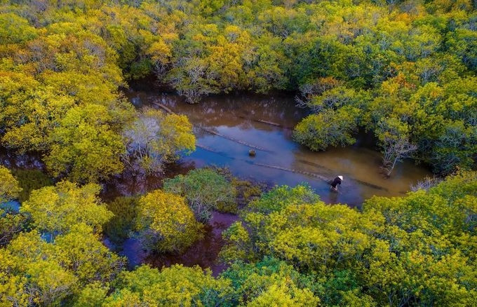  Sắc vàng mùa thu trong rừng Rú Chá ở Huế.