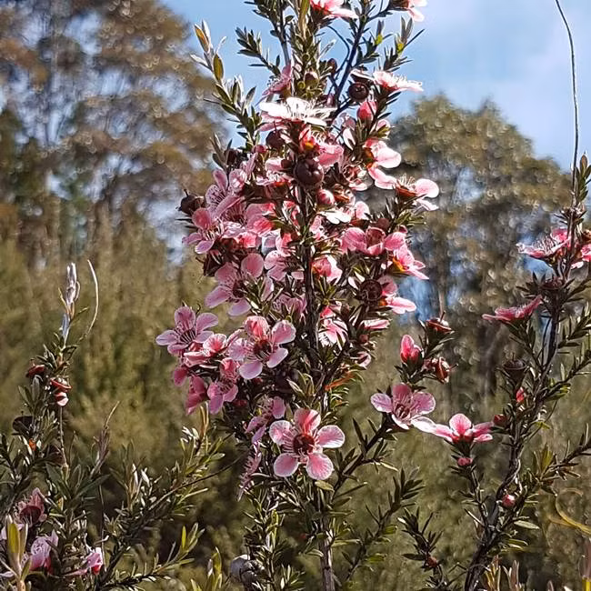  Manuka mọc nhiều ở New Zealand. Ngoài ra, cây này có thể tìm thấy ở Australia.