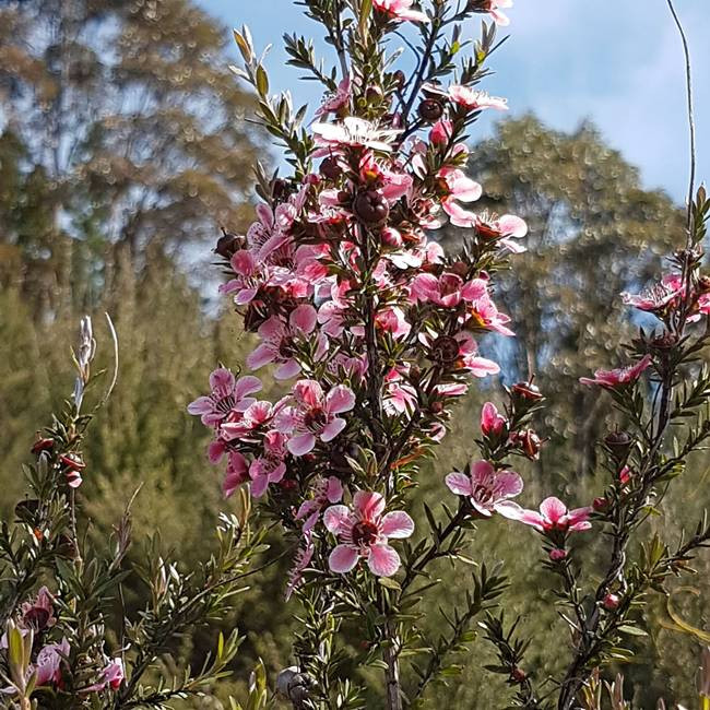 Manuka mọc nhiều ở New Zealand. Ngoài ra, cây này có thể tìm thấy ở Australia. Manuka mọc nhiều ở New Zealand. Ngoài ra, cây này có thể tìm thấy ở Australia.