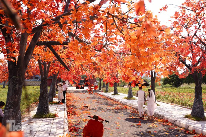 Chỉ cách trung tâm TP Hà Nội 3km, Thảo nguyên hoa Long Biên (tại Thạch Cầu, Long Biên, TP Hà Nội) đang sở hữu một không gian chẳng khác nào bối cảnh của một bộ phim Hàn Quốc.