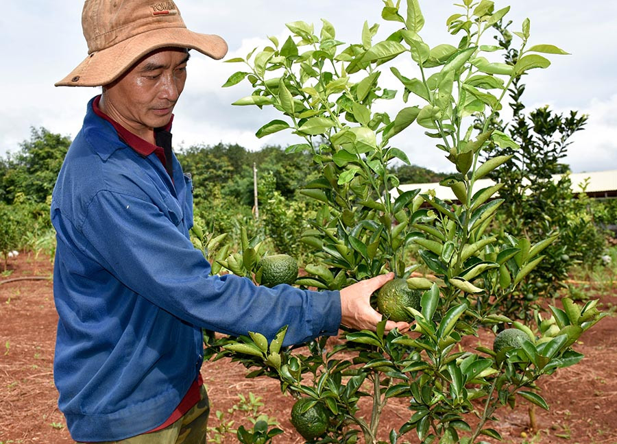  Anh Đậu Thiên An (làng Tol, xã Ia Hlốp, huyện Chư Sê) chăm sóc vườn cam sành của gia đình. Ảnh: T.D