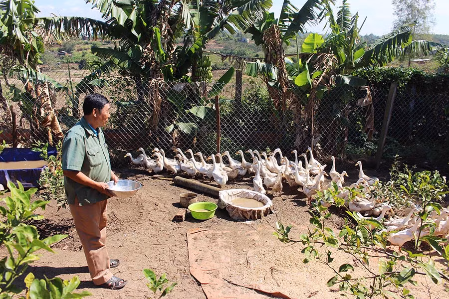  Các hộ chăn nuôi chú trọng vệ sinh chuồng trại để phòng ngừa dịch bệnh trên đàn gia cầm. Ảnh: Q.T