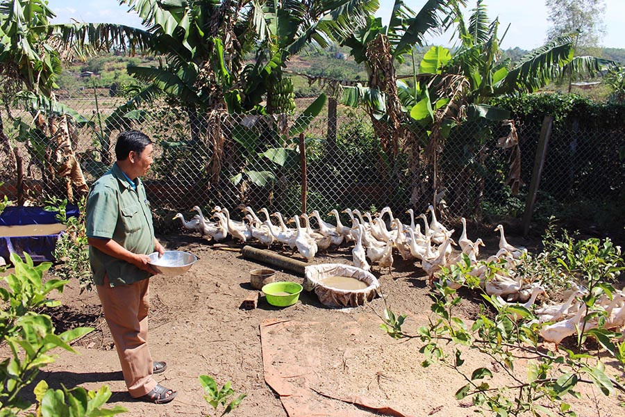  Các hộ chăn nuôi chú trọng vệ sinh chuồng trại để phòng ngừa dịch bệnh trên đàn gia cầm. Ảnh: Q.T