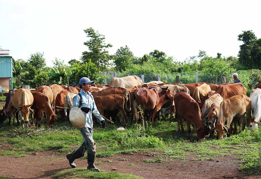Lùa bò về chuồng. Ảnh: Minh Nguyễn