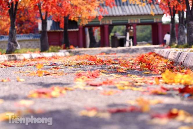  Hàng cây có chiều dài là 80m với 30 cây, trong đó 24 cây cao 13m và 6 cây cao 18m.