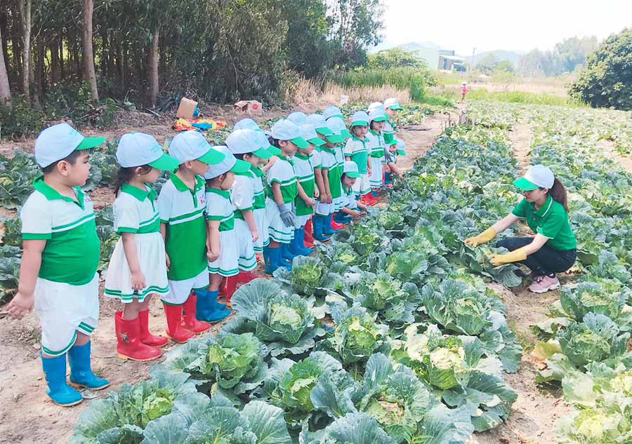 Học sinh Trường Mầm non tư thục Sắc Màu An Khê trong 1 giờ ngoại khóa với nội dung hướng dẫn thu hoạch rau bắp cải. Ảnh: H.S Học sinh Trường Mầm non tư thục Sắc Màu An Khê trong 1 giờ ngoại khóa với nội dung hướng dẫn thu hoạch rau bắp cải. Ảnh: H.S