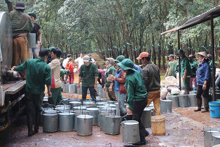  Công nhân Công ty TNHH một thành viên Cao su Chư Sê thu gom mủ đưa về nhà máy chế biến. Ảnh: N.D 