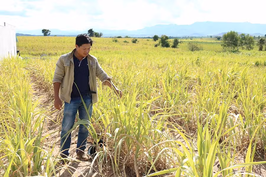 Một ruộng mía của người dân xã Tú An (thị xã An Khê) đã héo khô vì nắng hạn. Ảnh: N.S