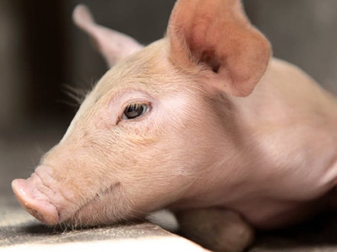 Được ghép giác mạc từ heo, một người phụ nữ ở Trung Quốc đã nhìn thấy ánh sáng - Ảnh minh họa: Shutterstock Được ghép giác mạc từ heo, một người phụ nữ ở Trung Quốc đã nhìn thấy ánh sáng - Ảnh minh họa: Shutterstock