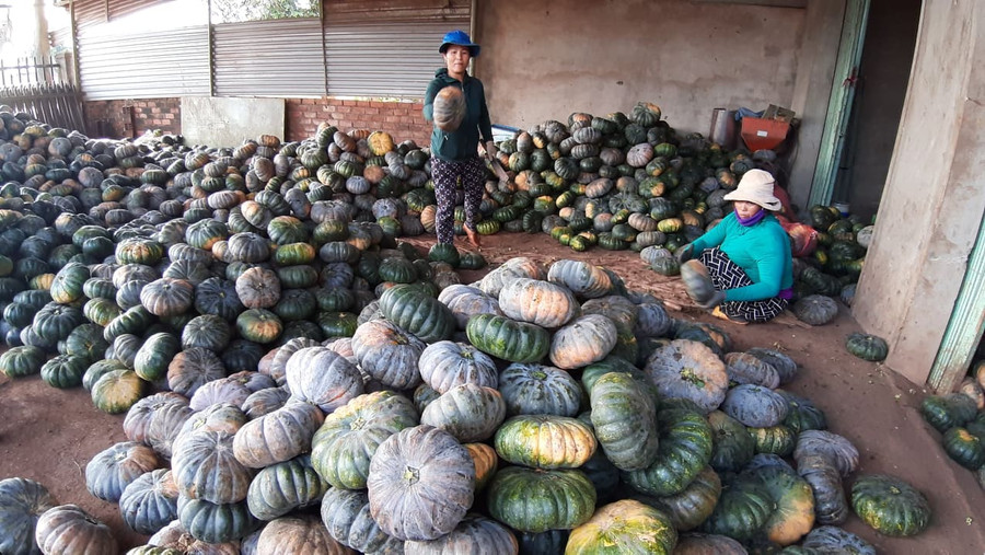 Người trồng bí lỗ nặng vì mất mùa. Ảnh: H.S