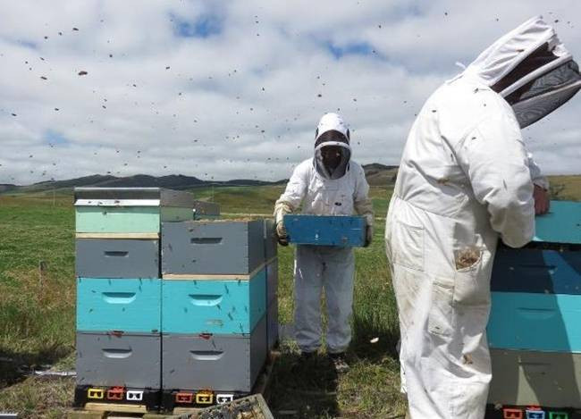 Việc thu hoạch mật ong đôi khi không đơn giản và dễ dàng. Có những khu vực không thể tiếp cận bằng ô tô hay đi bộ nên người ta dùng trực thăng để đi thu mật ong. Việc thu hoạch mật ong đôi khi không đơn giản và dễ dàng. Có những khu vực không thể tiếp cận bằng ô tô hay đi bộ nên người ta dùng trực thăng để đi thu mật ong.