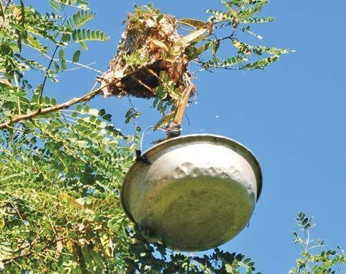 Trứng kiến được người dân nuôi và thường đặt trên cây cao.