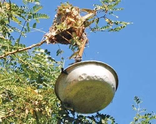 Trứng kiến được người dân nuôi và thường đặt trên cây cao.