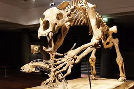 Bộ xương một con gấu hang, tên khoa học Ursus spelaeus, xuất hiện dưới cảnh đang săn cá hồi.