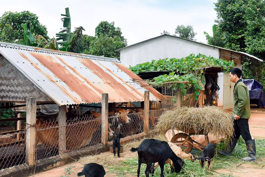 5.Gia đình anh Chun (làng Brếp, xã Đak Djrăng, huyện Mang Yang) có nguồn thức ăn nhờ trồng cỏ, thu gom rơm khô và chịu khó đi chăn thả nên đã duy trì nuôi đàn bò, dê gần 10 năm nay. Hiện nay gia đình ông đang nuôi 8 con bò và 5 con dê sinh sản; bình quân mỗi năm xuất bán từ 4-7 con gia súc, thu về từ 50-60 triệu đồng. 
