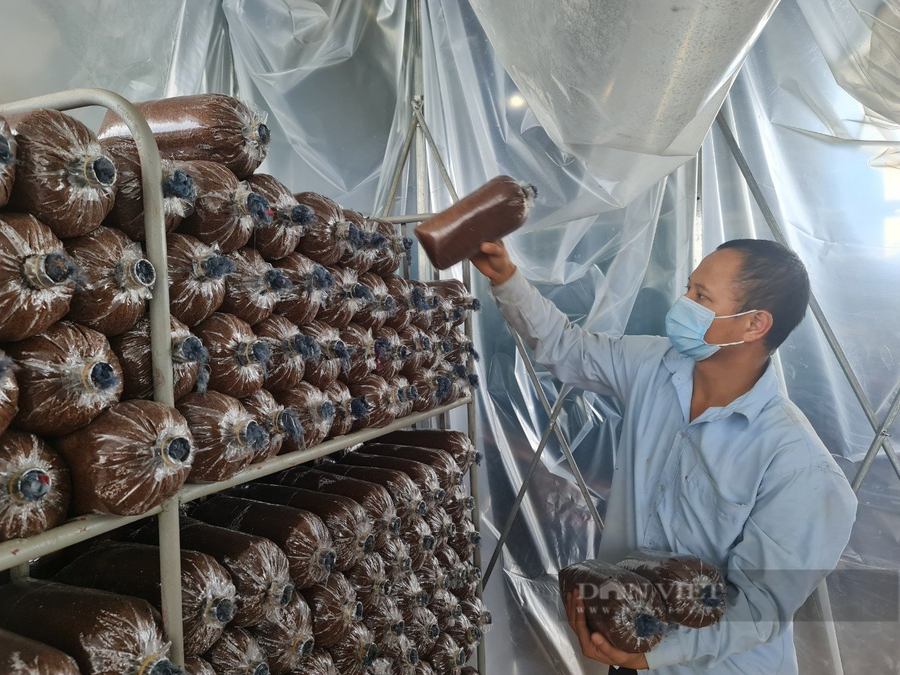 Sau quá trình khử trùng, ủ men, số mùn cưa này sẽ được đóng bịch, mang đi hấp để loại bỏ các yếu tố gây hại. Ảnh: N.G