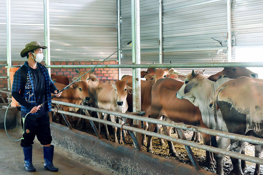 5. Để đảm bảo an toàn cho đàn bò, các hộ dân, chủ trang trại cần tuân thủ nghiêm vệ sinh chuồng trại và tiêm phòng đầy đủ các loại vắc-xin theo quy định.