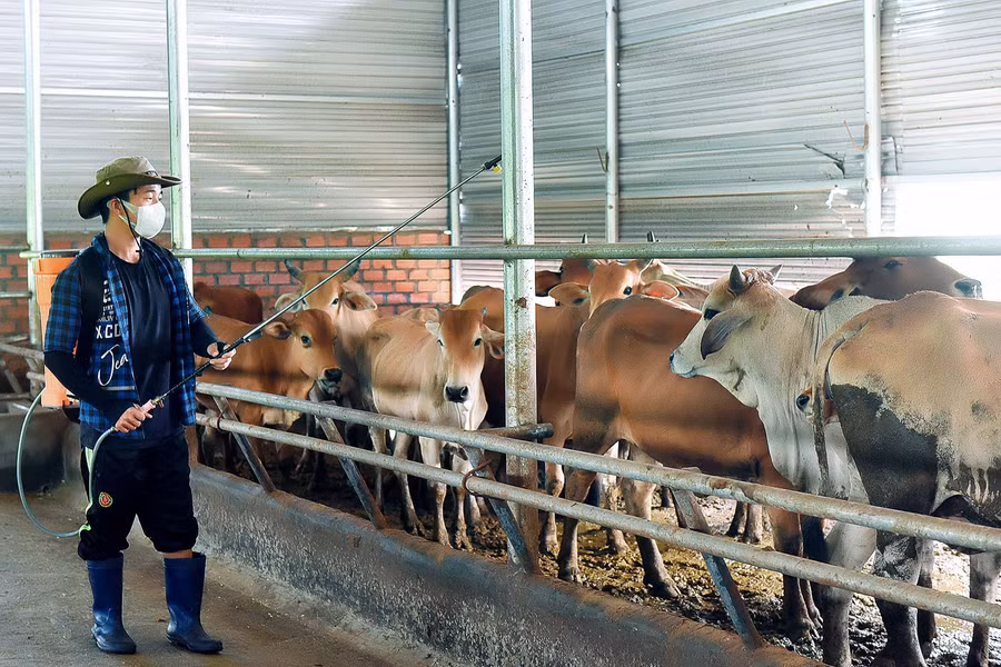 5. Để đảm bảo an toàn cho đàn bò, các hộ dân, chủ trang trại cần tuân thủ nghiêm vệ sinh chuồng trại và tiêm phòng đầy đủ các loại vắc-xin theo quy định.