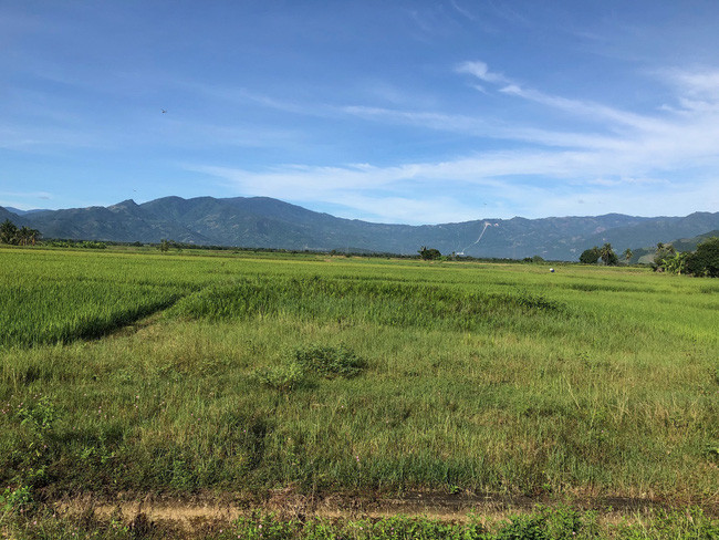 Cánh đồng lúa trên đường vào huyện Bác Ái: Ảnh Bùi Phụ