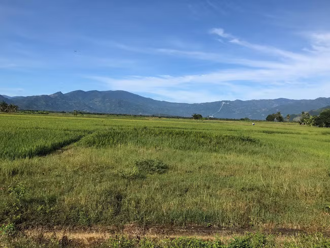 Cánh đồng lúa trên đường vào huyện Bác Ái: Ảnh Bùi Phụ