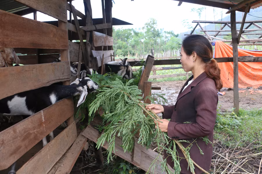 Ngày càng xuất hiện nhiều mô hình hay, cách làm sáng tạo có hiệu quả thiết thực, góp phần thúc đẩy phát triển kinh tế-xã hội, giảm nghèo bền vững. Ảnh: Quang Tấn