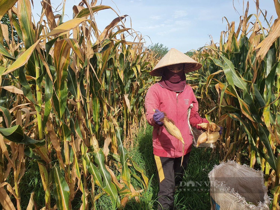 Người dân xã Đức Xuyên sản xuất ngô giống F1 mang lại hiệu quả kinh tế cao. Ảnh: Hồ Trang Người dân xã Đức Xuyên sản xuất ngô giống F1 mang lại hiệu quả kinh tế cao. Ảnh: Hồ Trang