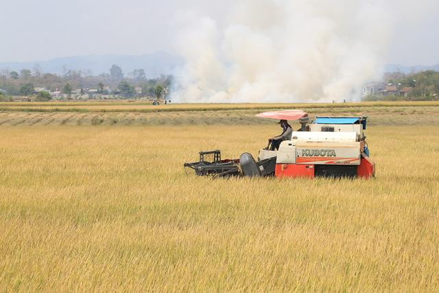 Vùng sản xuất lúa tại xã Buôn Choáh, H.Krông Nô được công nhận là vùng sản xuất nông nghiệp ứng dụng CNC. Ảnh: Lê Min