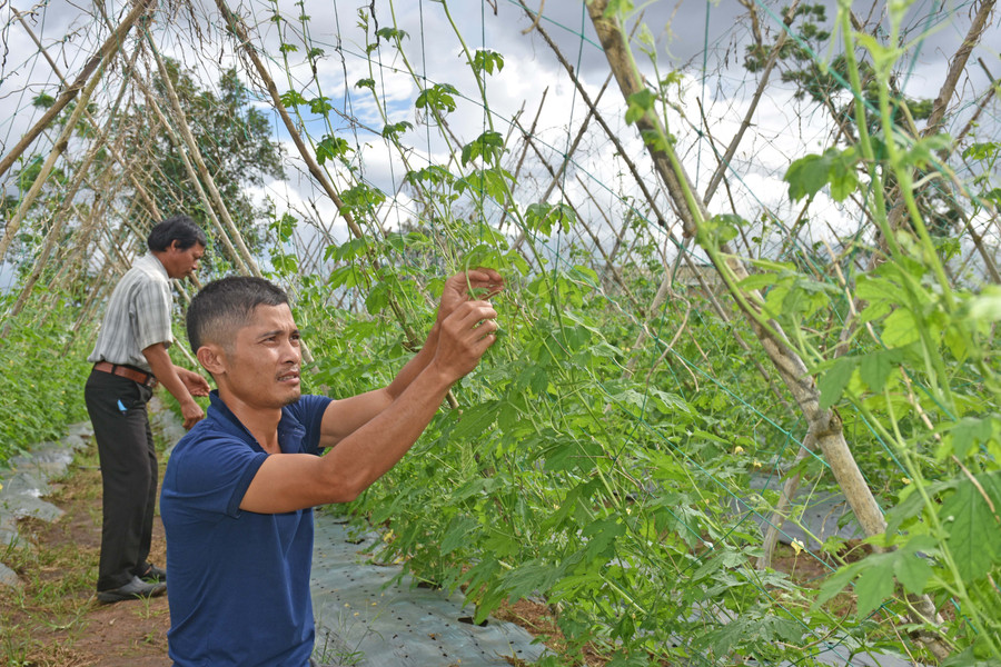 Anh Vi Văn Dậu (làng Wâu, xã Chư Á, TP. Pleiku) phấn khởi vì được tiếp cận nguồn vốn vay từ Quỹ Hỗ trợ nông dân. Ảnh: Trần Dung