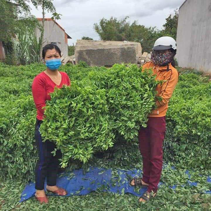 Chị Trịnh Thị Loan (bìa trái; buôn Ơi Hly, xã Hiao) tích cực kêu gọi các nhà vườn ủng hộ rau ngót cho người dân bị ảnh hưởng bởi dịch bệnh. Ảnh: Anh Huy chị Loan (áo đỏ, bên trái) tích cực kêu gọi ủng hộ rau ngót cho người dân bị ảnh hưởng bởi dịch bệnh