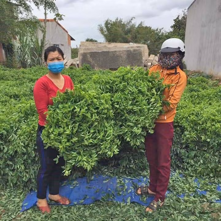 chị Loan (áo đỏ, bên trái) tích cực kêu gọi ủng hộ rau ngót cho người dân bị ảnh hưởng bởi dịch bệnh