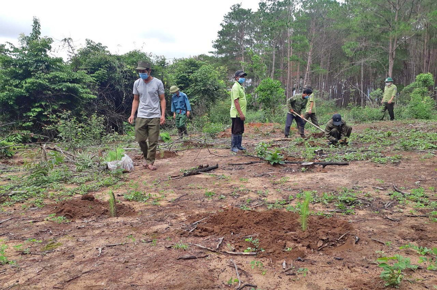 Ban Quản lý rừng phòng hộ Mang Yang trồng rừng phòng hộ 2021. Ảnh: Nguyễn Diệp
