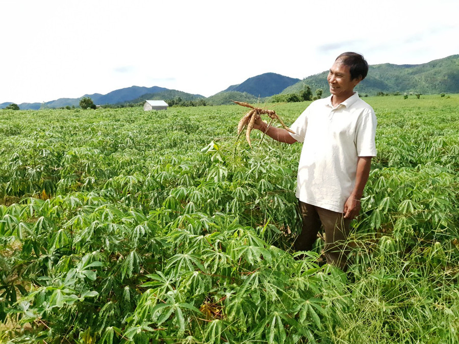 Sắp đến ngày thu hoạch nhưng rẫy mì của người dân Krông Pa chỉ lèo tèo vài củ nhỏ ở mỗi gốc. Ảnh: Trần Bình Định Sắp đến ngày thu hoạch nhưng rẫy mì của người dân Krông Pa chỉ lèo tèo vài củ nhỏ ở mỗi gốc. Ảnh: Trần Bình Định