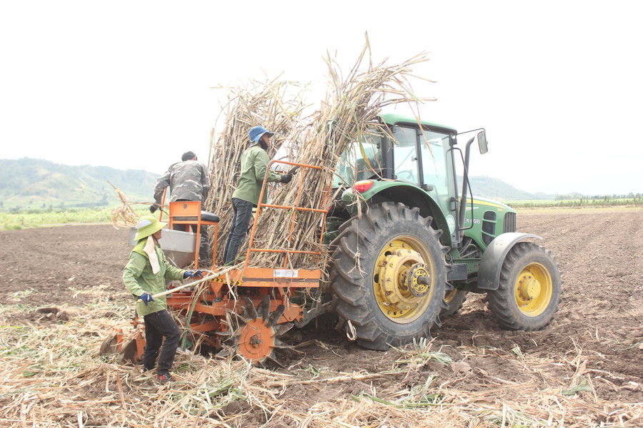 Cơ giới hóa trồng mía phục vụ vụ ép 2021-2022. Ảnh: Nguyễn Diệp