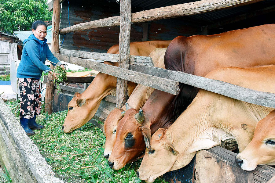 3. Người chăn nuôi bổ sung các chất dinh dưỡng cho đàn gia súc; cân đối lượng thức ăn thô xanh và thức ăn tinh, chủ động nguồn thức ăn như: rơm khô, thân cây ngô, cỏ…