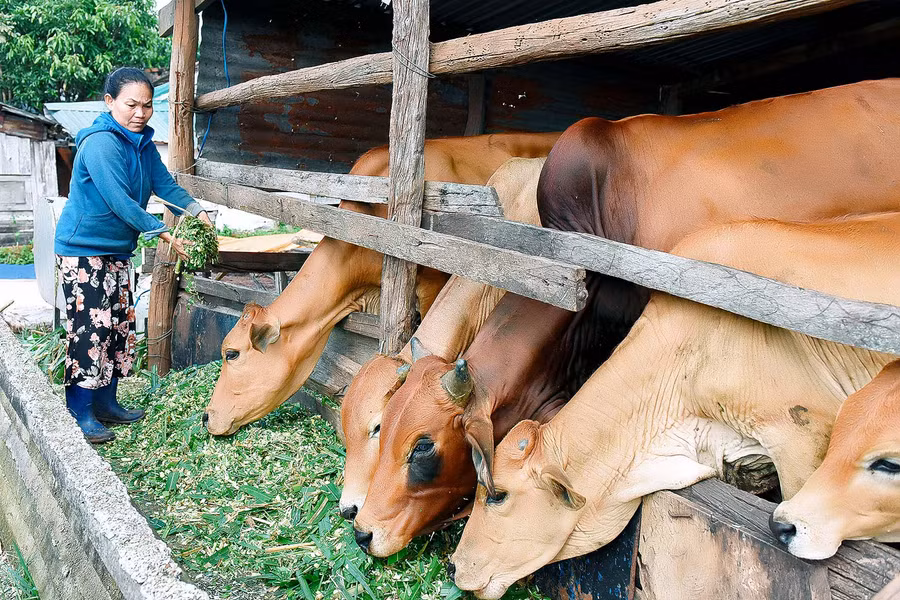 3. Người chăn nuôi bổ sung các chất dinh dưỡng cho đàn gia súc; cân đối lượng thức ăn thô xanh và thức ăn tinh, chủ động nguồn thức ăn như: rơm khô, thân cây ngô, cỏ…