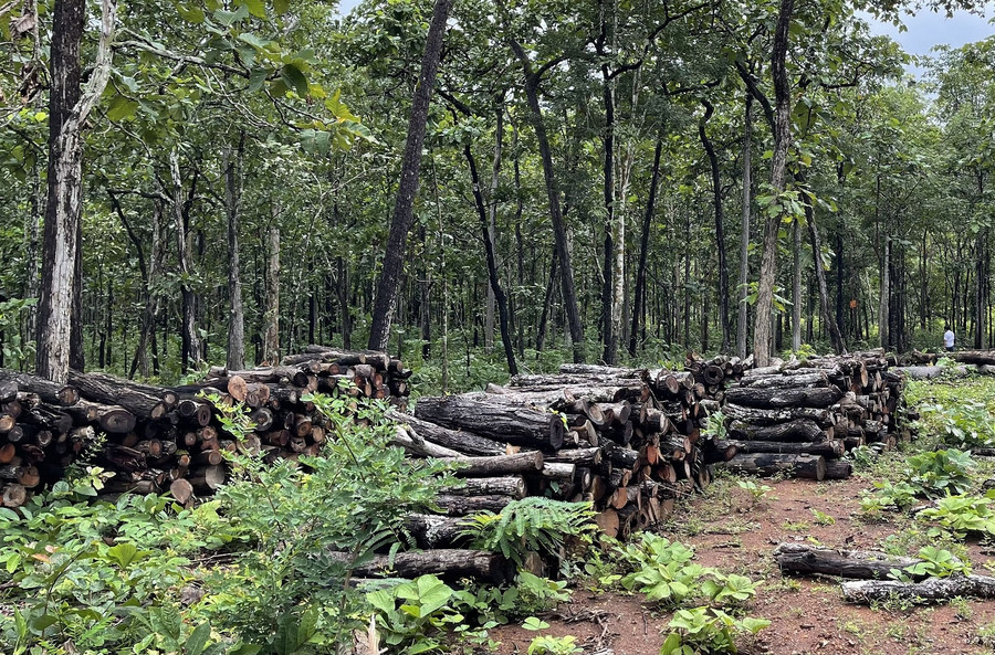 Một trong số bãi gỗ không rõ nguồn gốc trong khu vực rừng của Trung tâm bảo tồn voi. Ảnh: Kiều Bình